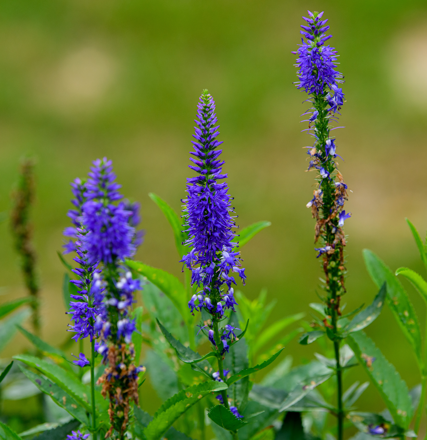Veronica x 'Royal Rembrandt'