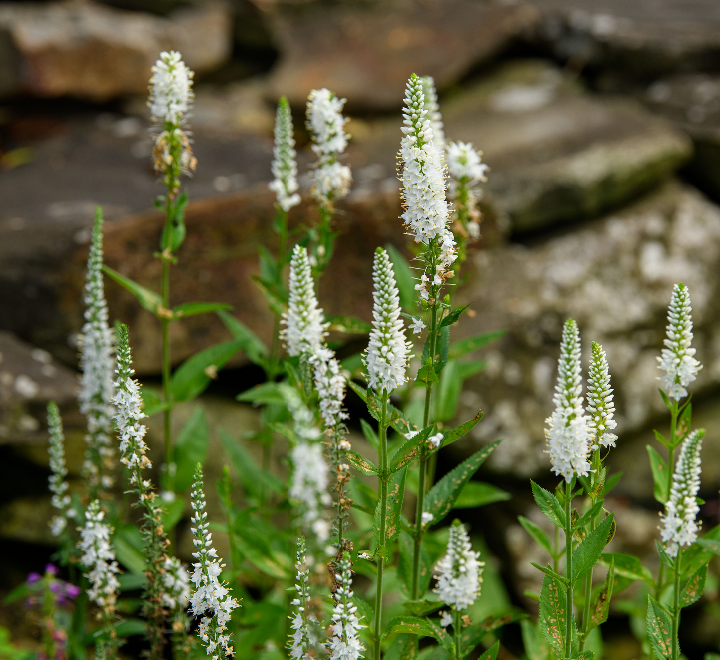 Veronica x 'White Wands'