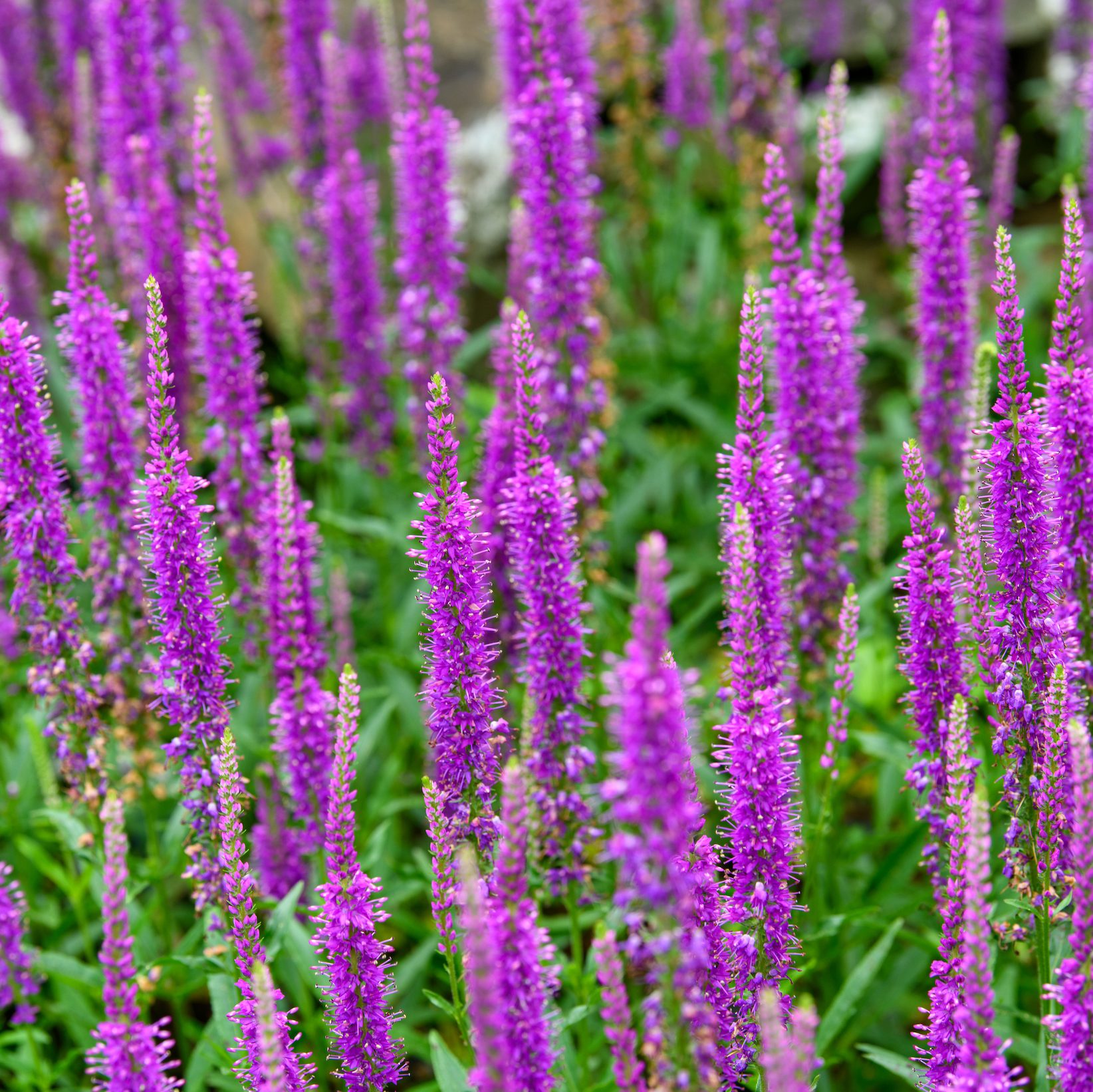 lavender veronica flower Veronica x 'Wizzard of Ahhs' (Speedwell)