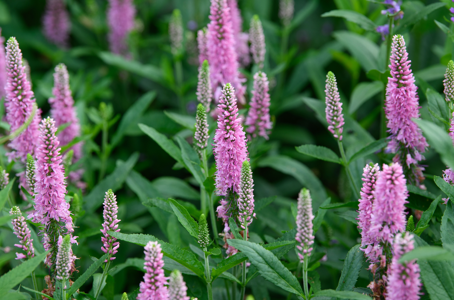 Veronicastrum virginicum 'Challenger'