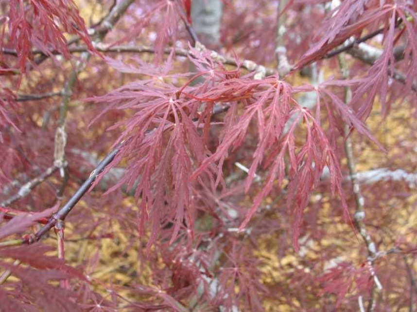 Acer palmatum dissectum `Red Dragon`