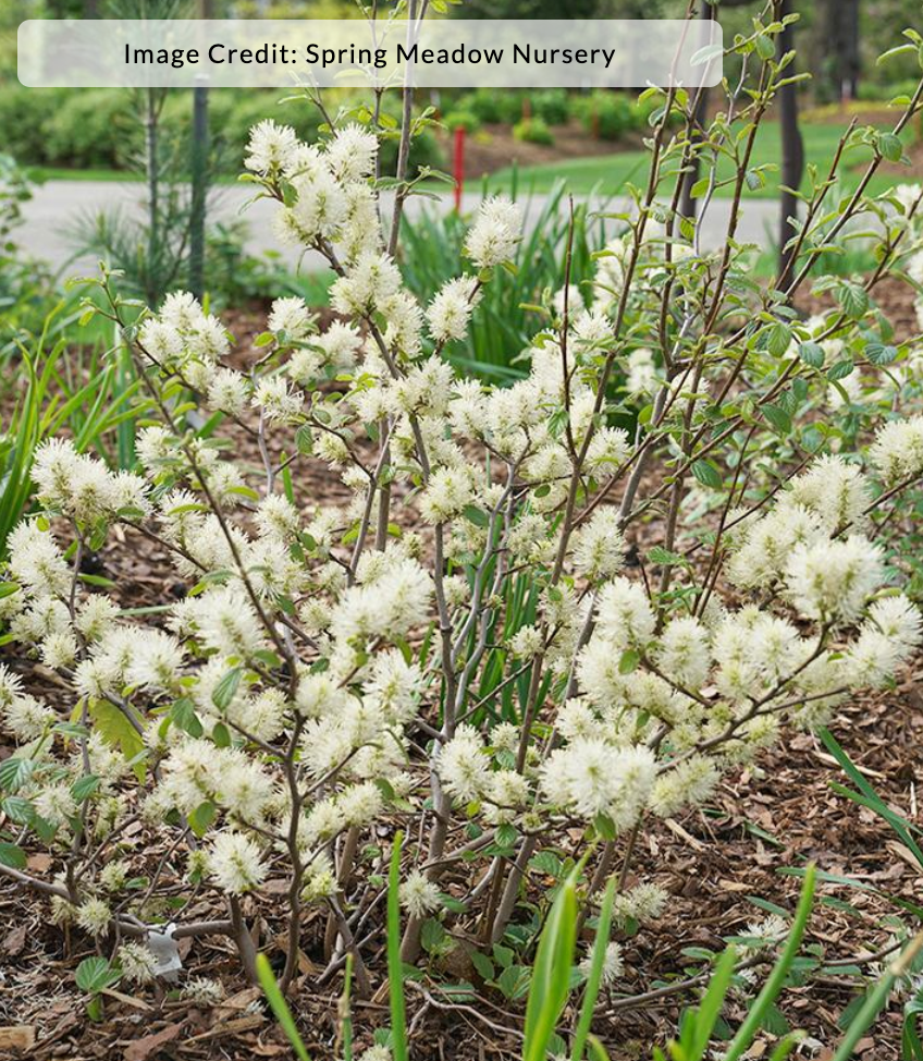 Fothergilla x 'Legend of the Fall'® (Bottlebrush)