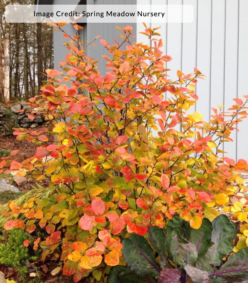 Fothergilla x 'Legend of the Fall'® (Bottlebrush)