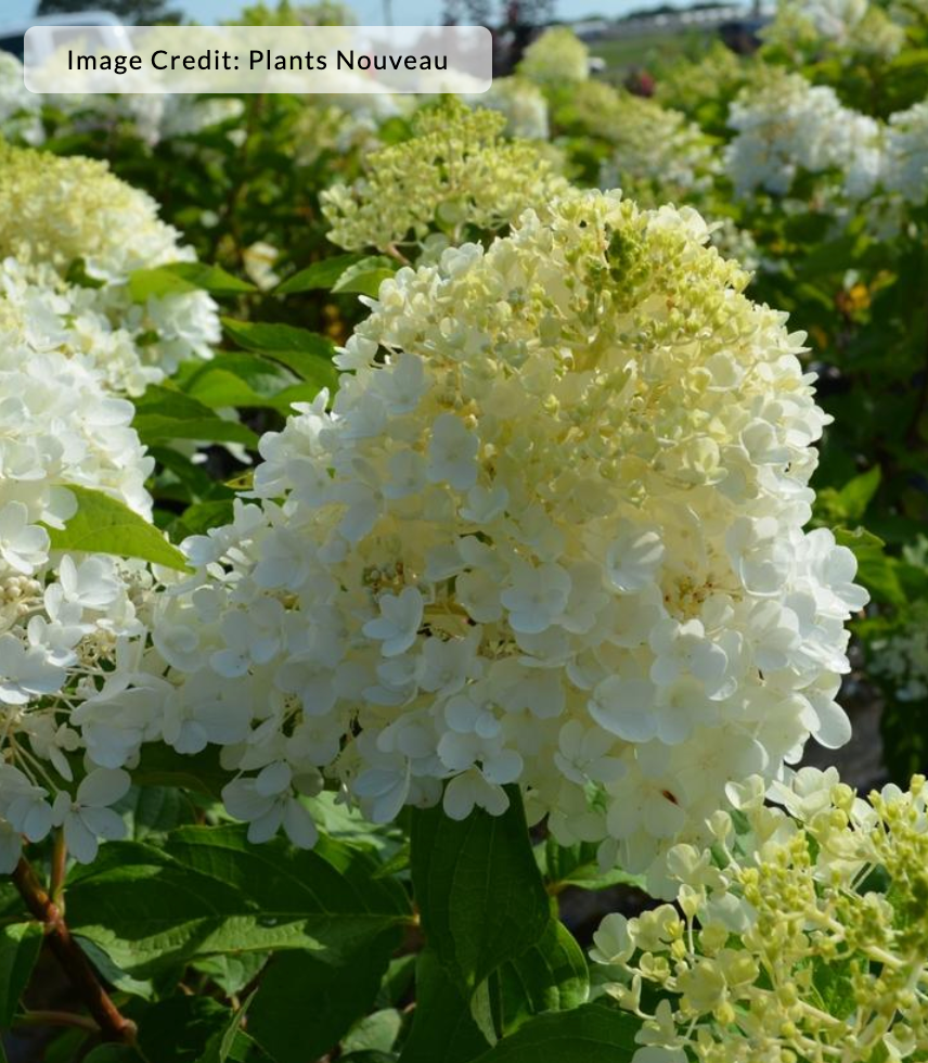 Hydrangea paniculata Magical® Ruby Snow