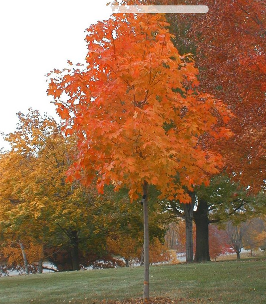 Acer saccharum 'Fall Fiesta' - Sugar Maple