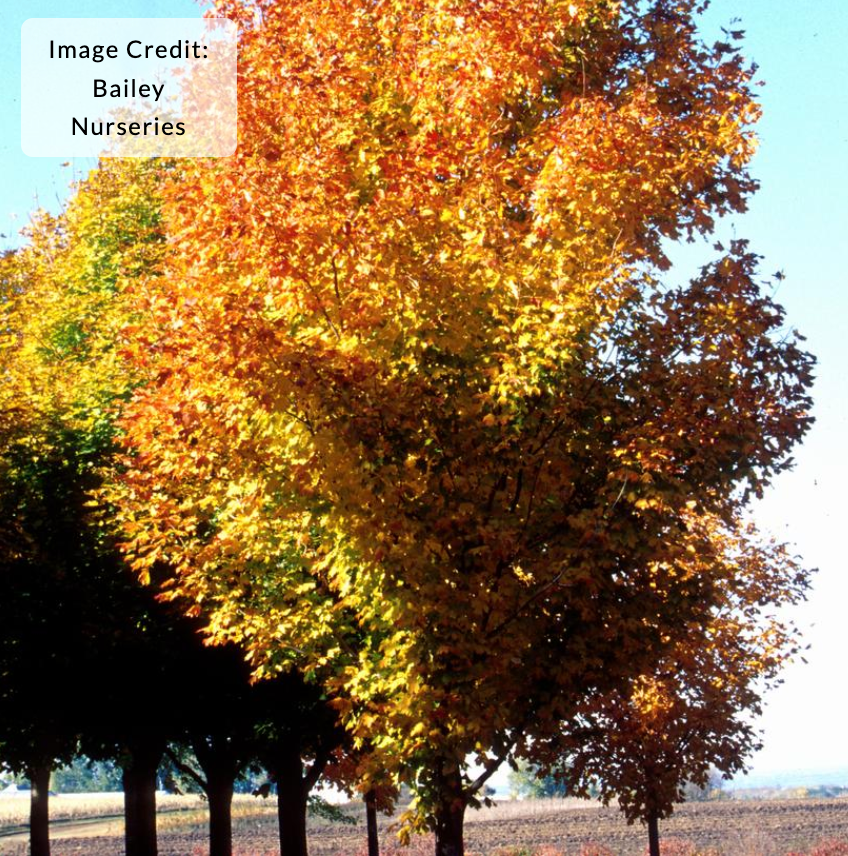 Acer saccharum 'Green Mountain' - Sugar Maple