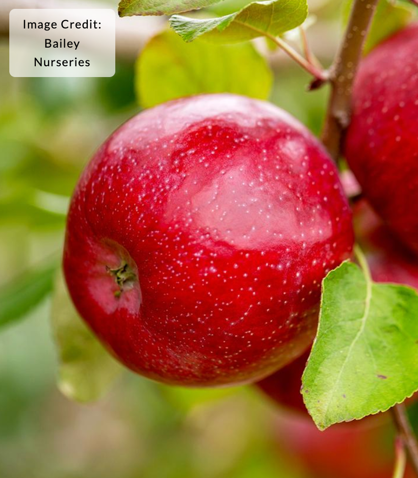 Apple 'Triumph' (Apple)