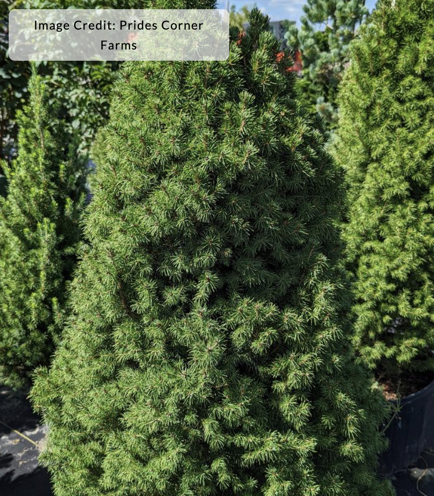 Picea glauca 'Conica'