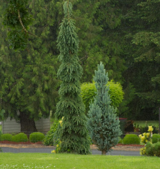 Picea glauca Pendula (Weeping White Spruce)