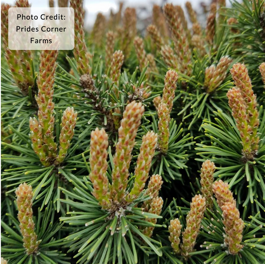Pinus mugo 'Slowmound' - Dwarf Mugo Pine