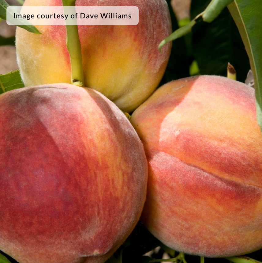 Peach 'Redhaven'