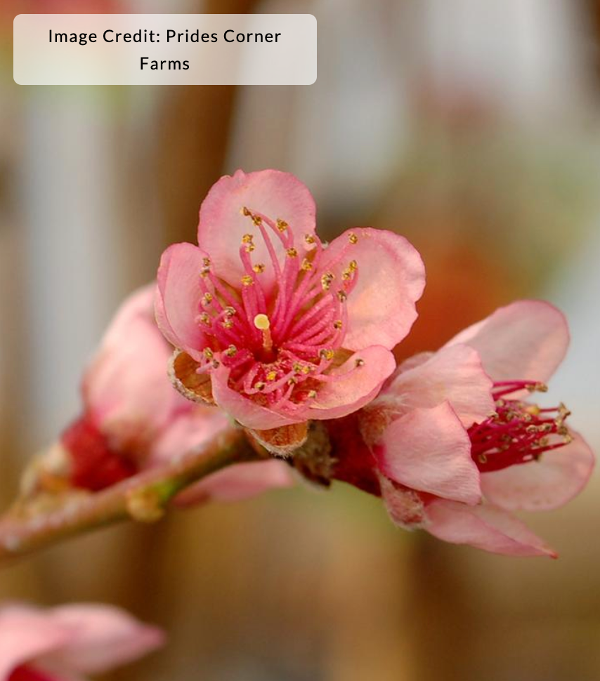 Peach 'Reliance' - Peach