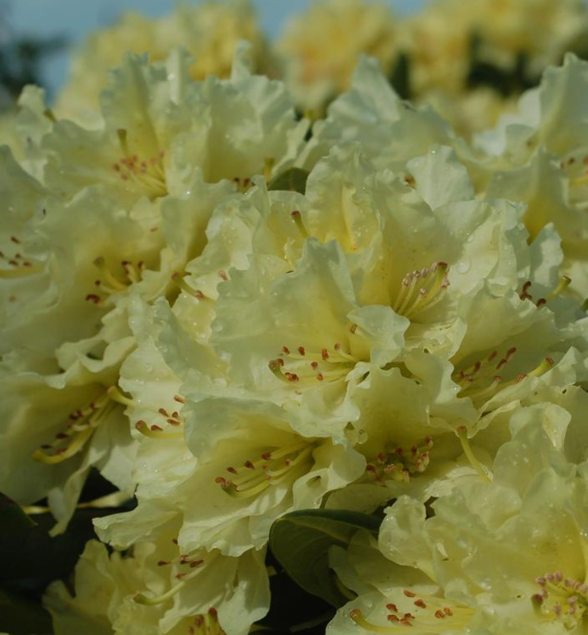 Rhododendron 'Capistrano'