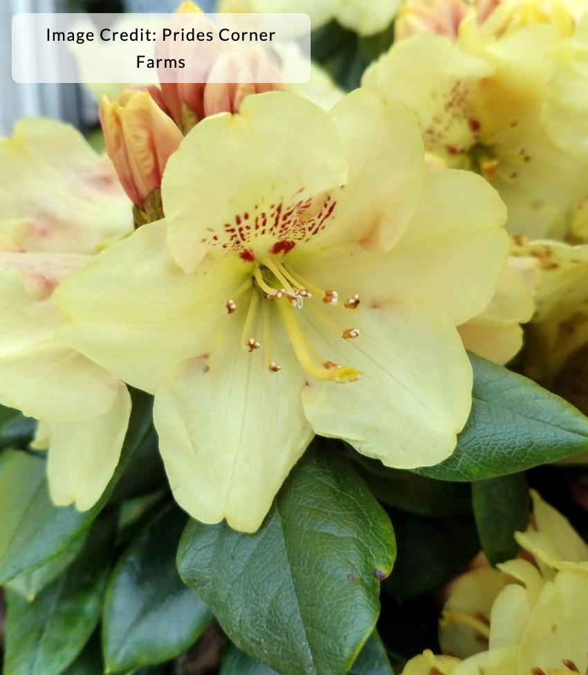 Rhododendron miyama 'Gold Prinz'