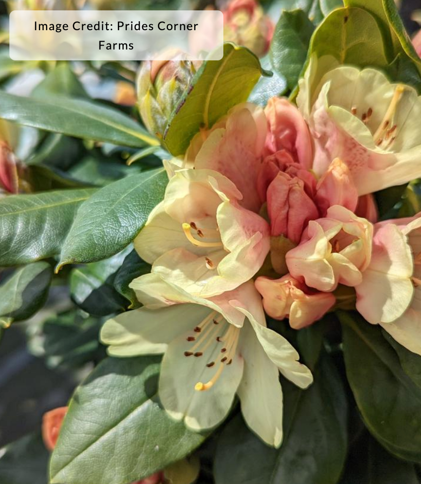 Rhododendron miyama 'Gold Prinz'