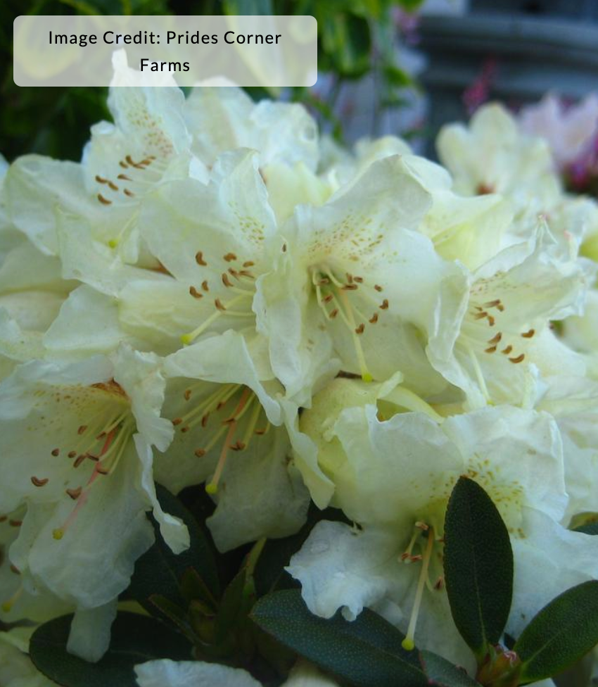 Rhododendron x 'Towhead' -