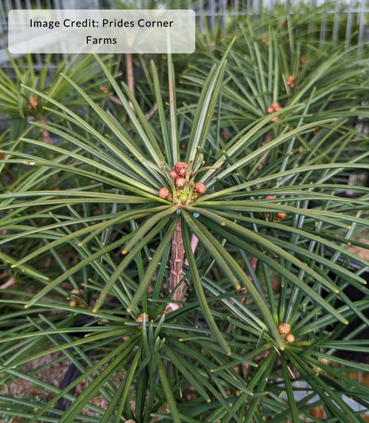 Sciadopitys verticullata 'Winter Green' - Japanese Umbrella Pine