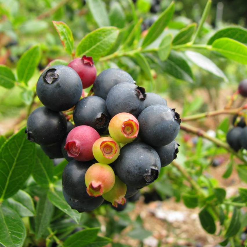 Vaccinium corymbosum hybrid BerryBux® Blueberry