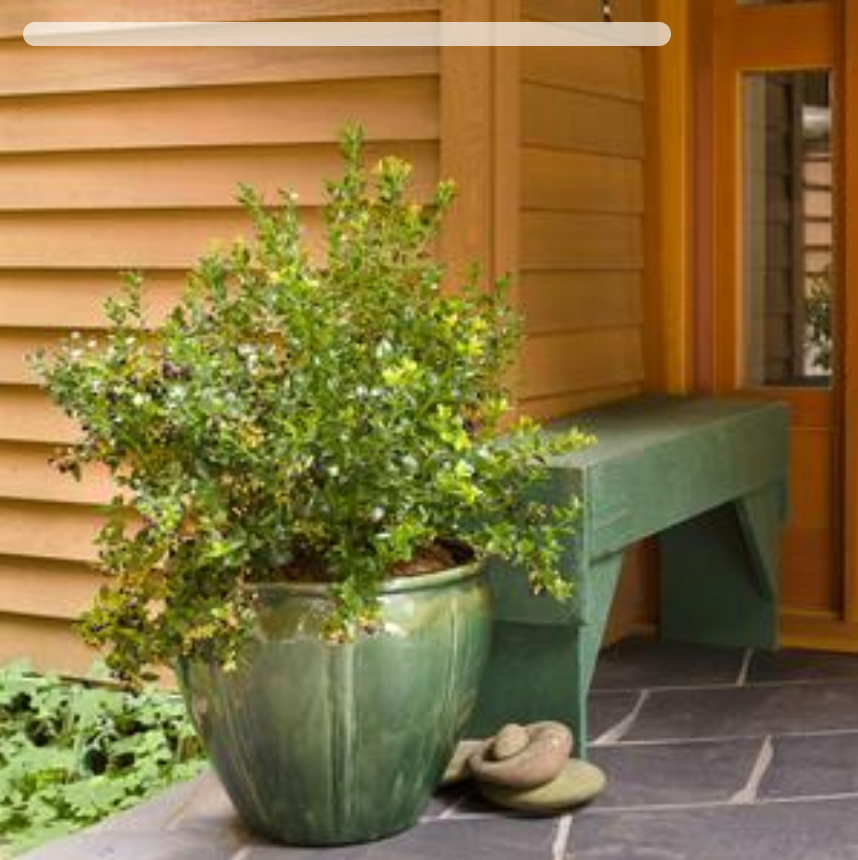 Vaccinium corymbosum hybrid BerryBux® Blueberry