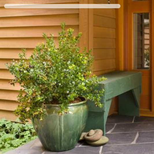 Vaccinium corymbosum hybrid BerryBux® Blueberry