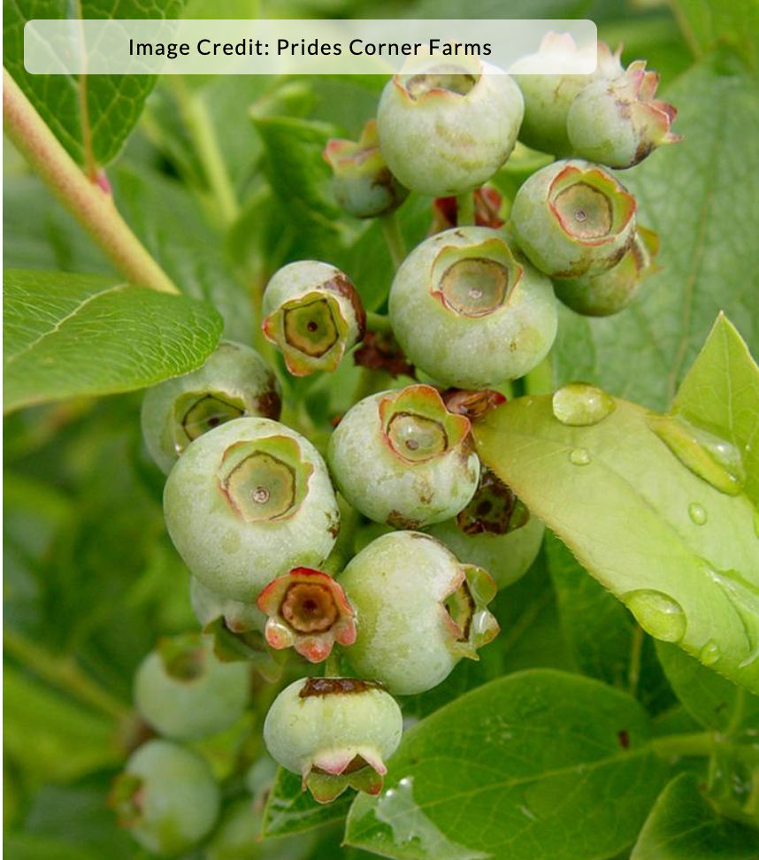 Vaccinium 'Patriot' - Highbush Blueberry