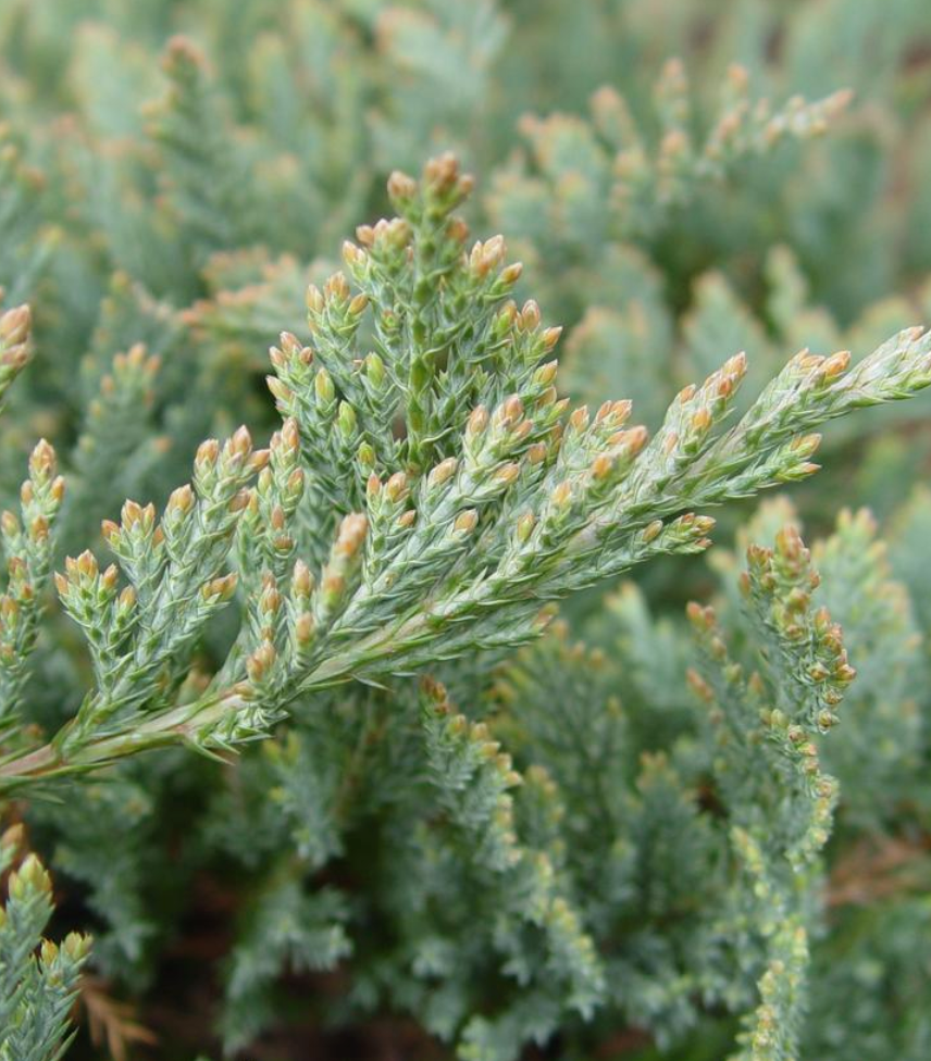Juniperus horizontalis 'Blue Chip' -
