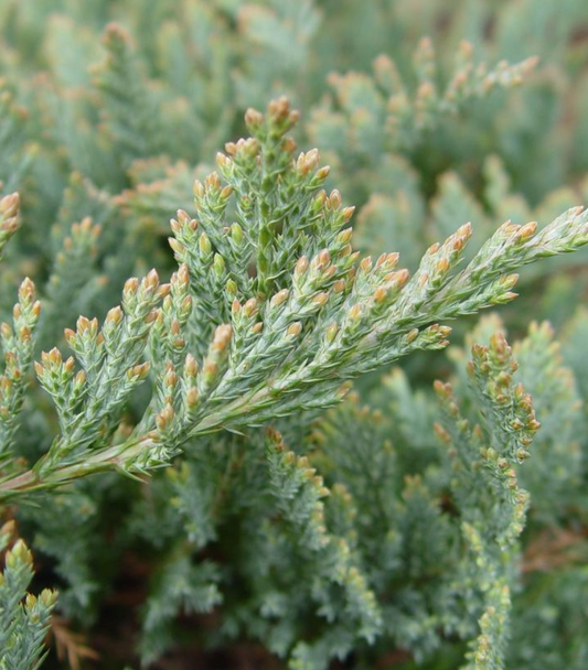 Juniperus horizontalis 'Blue Chip' -