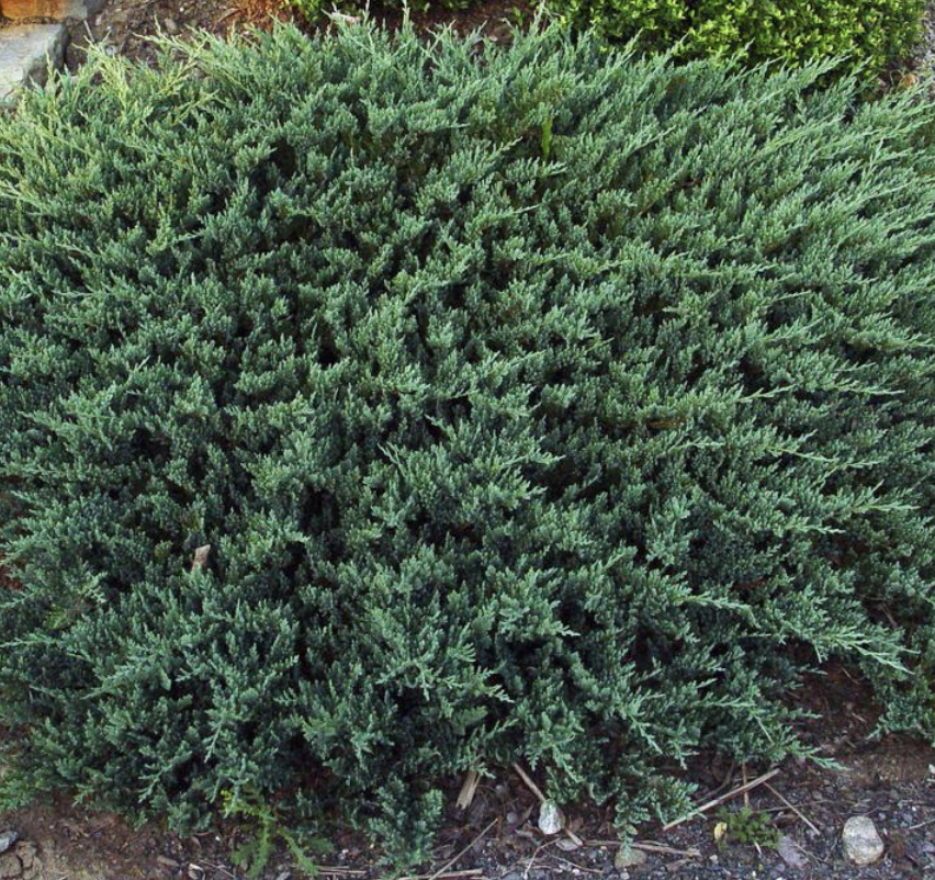 Juniperus horizontalis 'Blue Chip' -