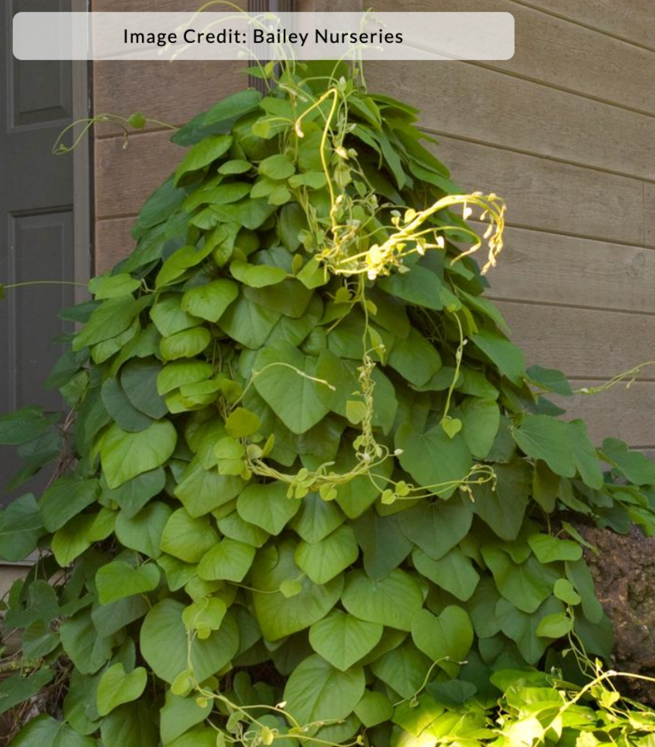 Aristolochia macrophylla (Dutchman's Pipe)