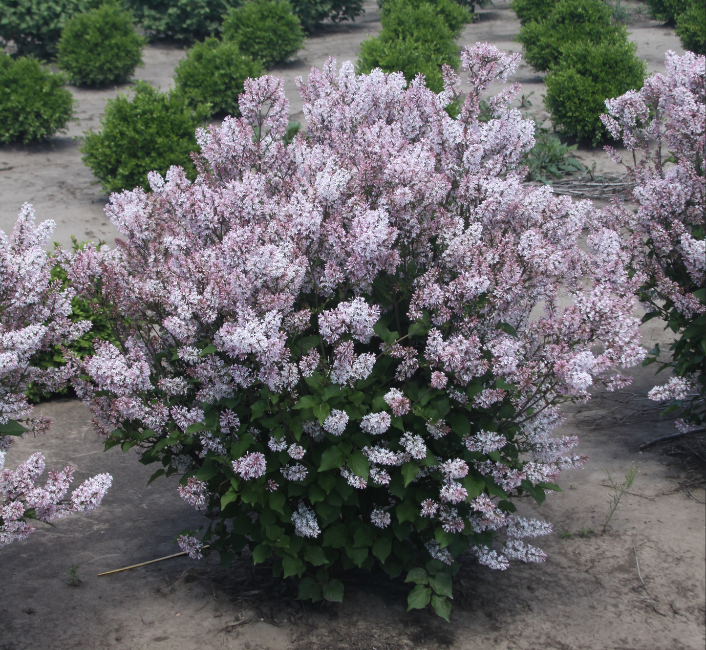 Syringa patula Dream Cloud 'Lilac Pink'