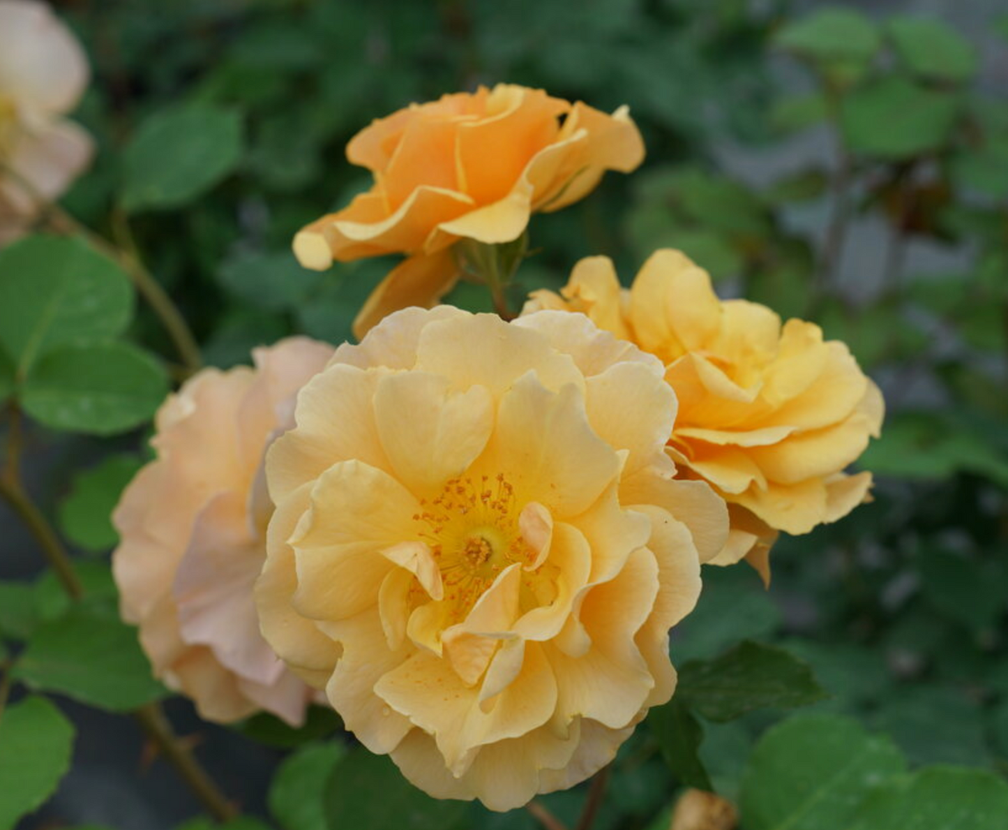 Rosa x Rise Up Amberness™