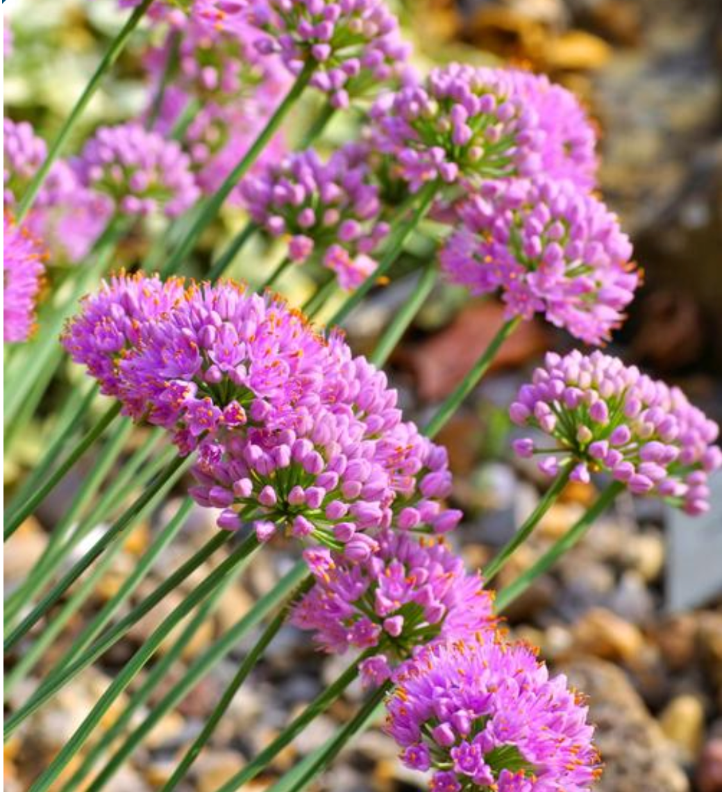 Allium senescens 'Glaucum' (German Garlic)