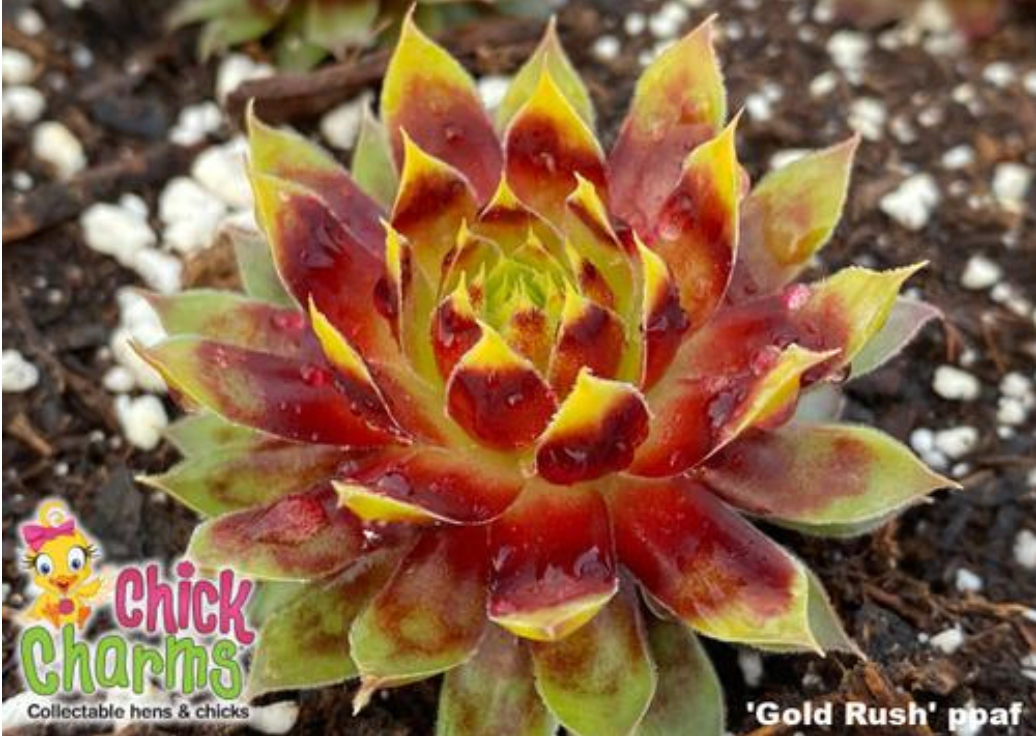chick charm succulent Sempervivum Chick Charms® 'Gold Rush'