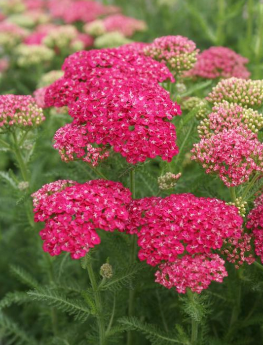 Achillea millefolium 'Saucy Seduction' (Yarrow)