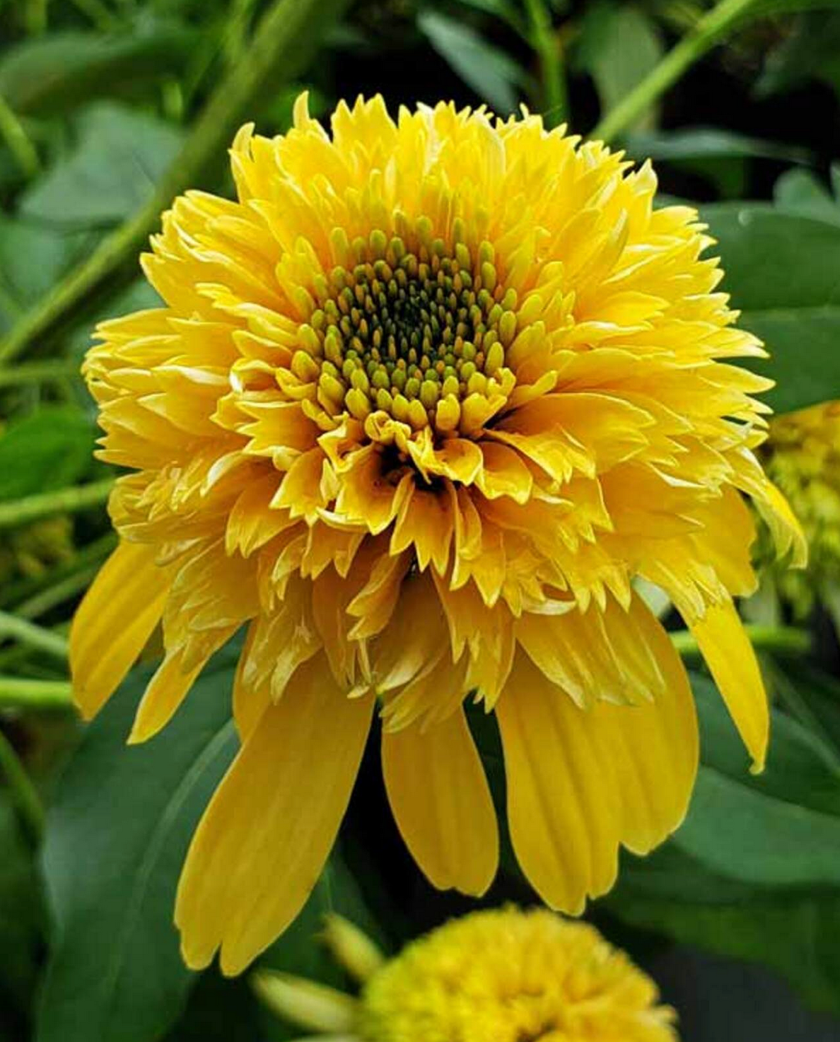 Echinacea purpurea 'Lemon Drop™'