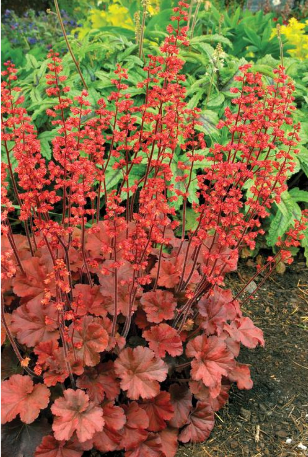 Heuchera x 'Cherry Cola' (Coral Bells)