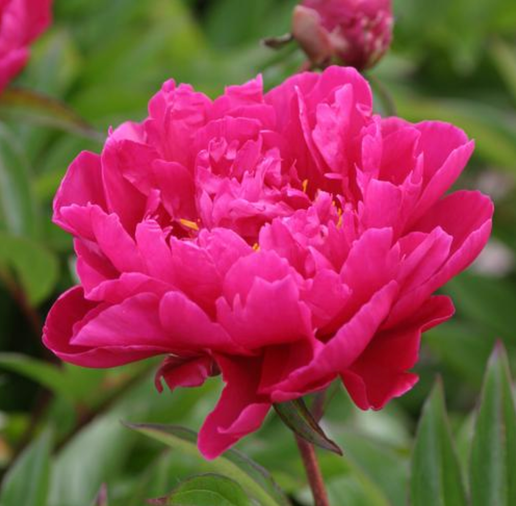 Paeonia lactiflora 'Karl Rosenfield'