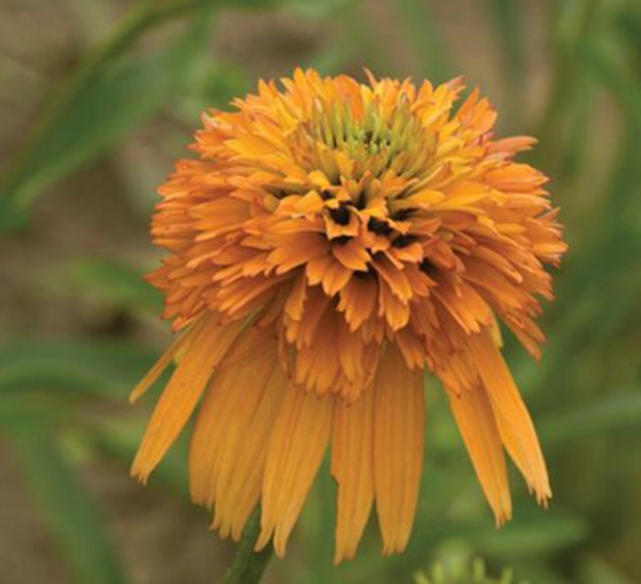Echinacea x hybrida 'Marmalade' (Coneflower)
