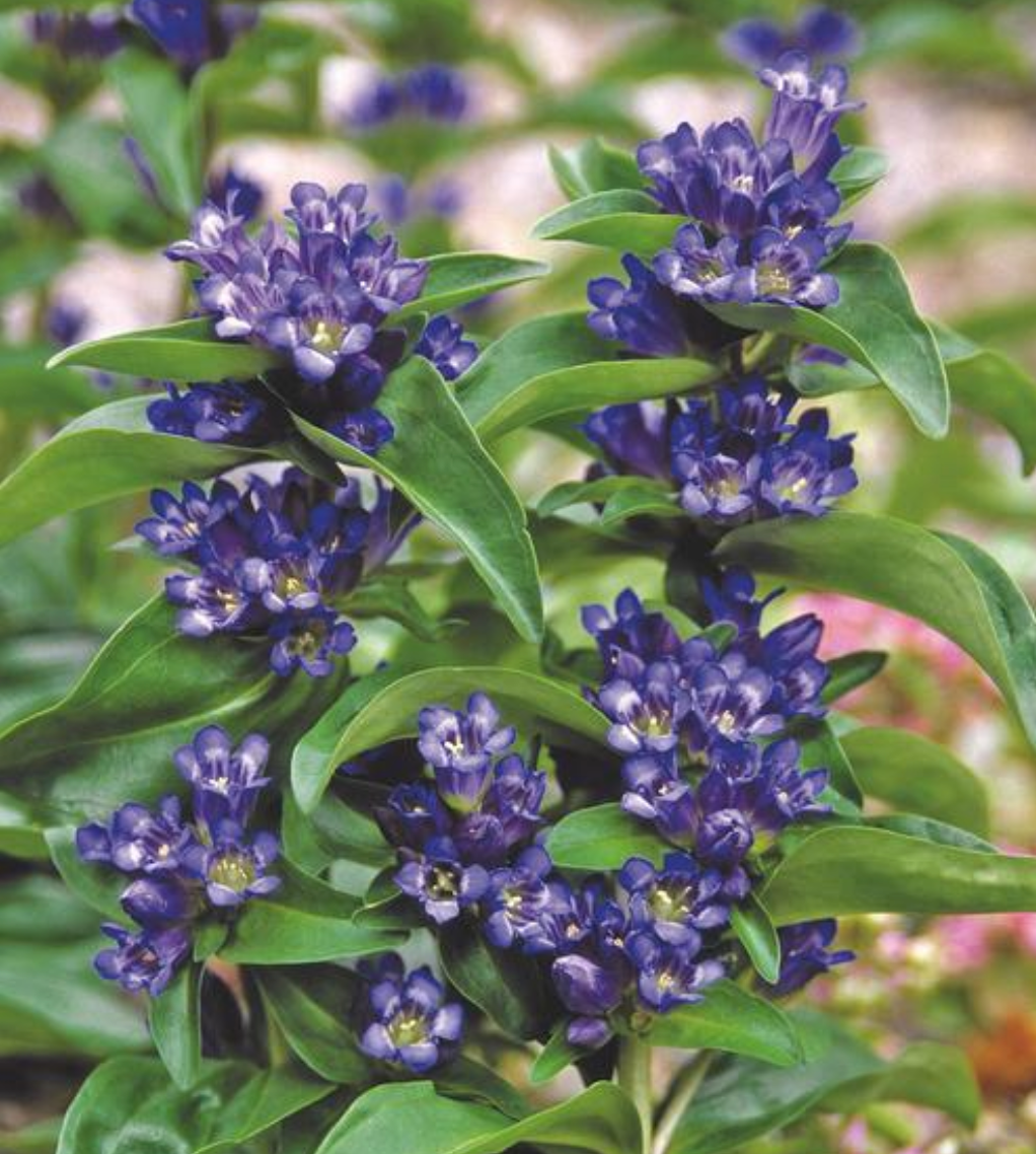 Gentiana cruciata 'Blue Cross'