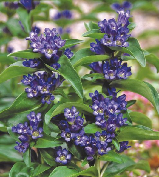 Gentiana cruciata 'Blue Cross'