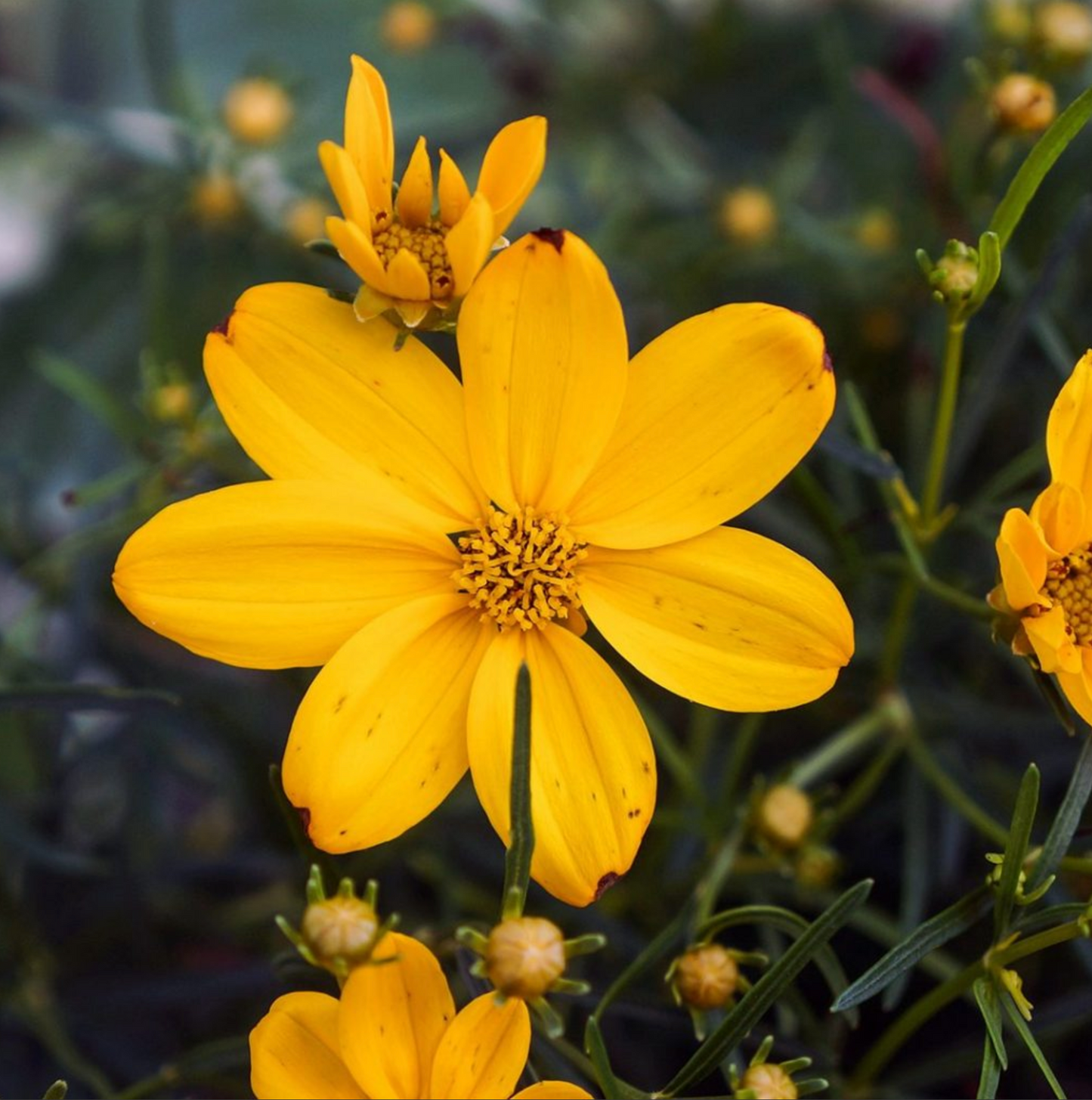 Coreopsis verticillata 'Golden Showers'