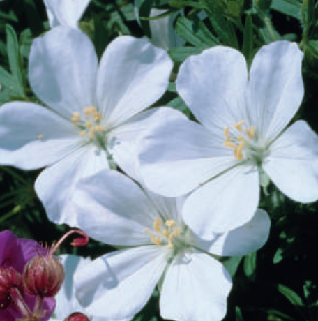 Geranium sanguineum 'Album'