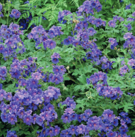 Geranium magnificum 'Rosemoor'