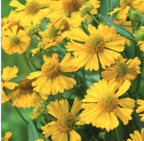 Helenium autumnale 'Sombrero'