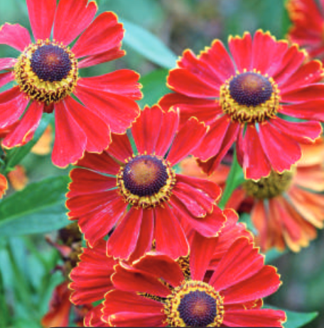 Helenium x 'Potter's Wheel' (Sneezeweed)