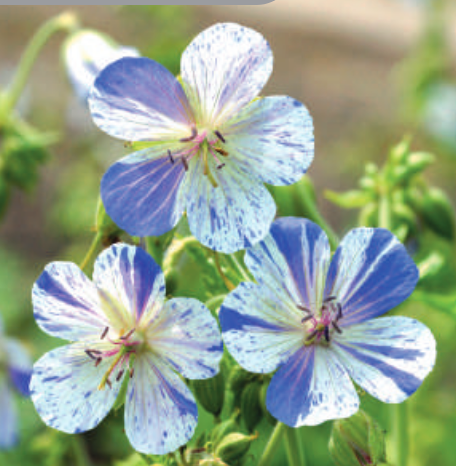 Geranium pratense 'Delft Blue'