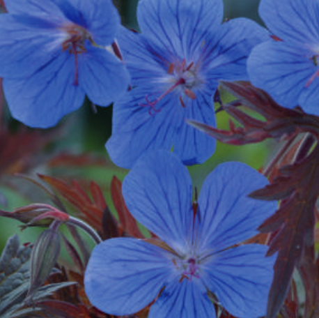Geranium himalayense 'Kaya'