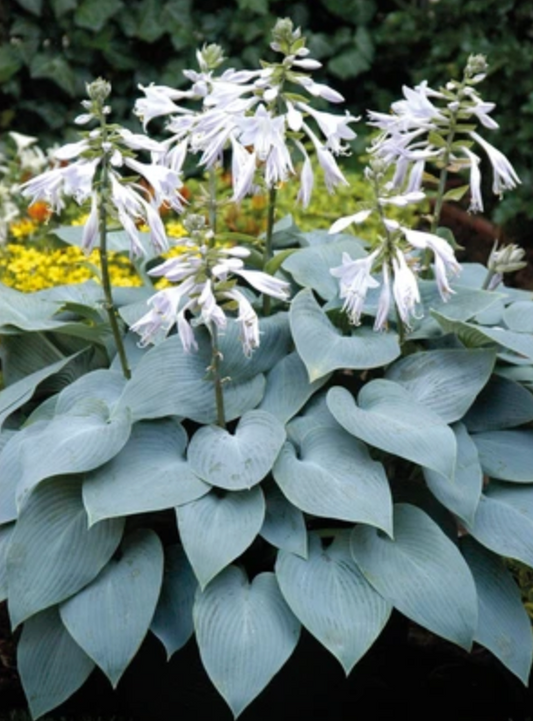 Hosta 'Bulletproof'