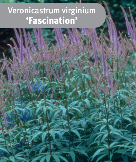 Veronicastrum virginicum 'Fascination'