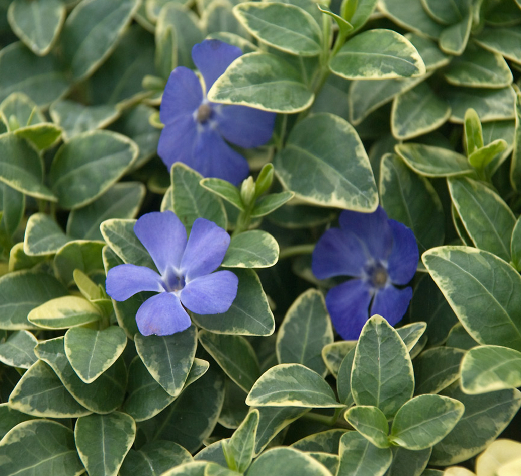 Vinca minor 'Sterling Silver'